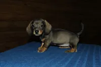 Saint, a male Miniature Dachshund for sale in Saint Augustine, FL – Photo 3 of 3