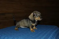 Saint, a male Miniature Dachshund for sale in Saint Augustine, FL – Photo 2 of 3