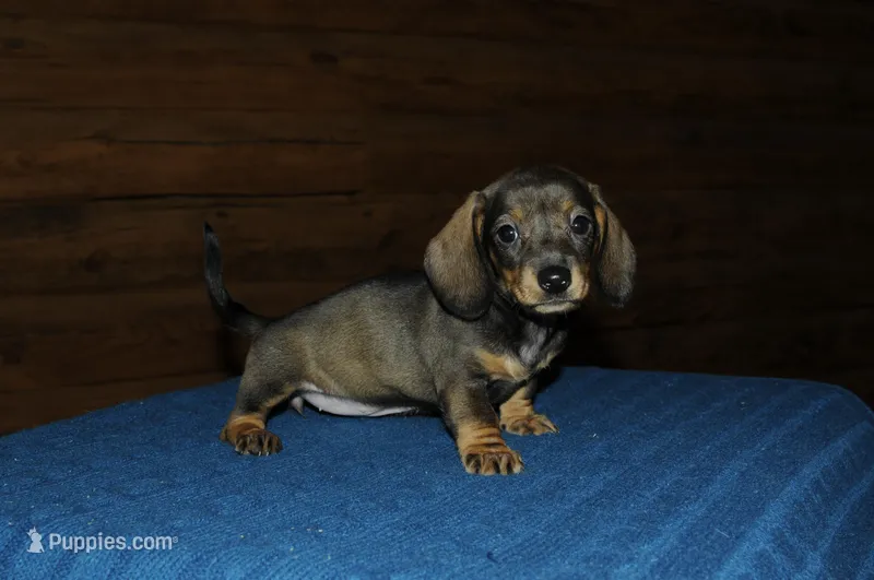 Saint – Miniature Dachshund puppy for sale in Saint Augustine, FL