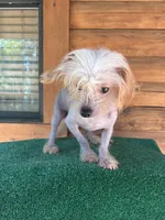 Tito, a male Chinese Crested for sale in Saint Augustine, FL – 4 of 8