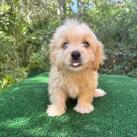 Biscuit, a male Poodle - Miniature  and Miniature Dachshund for sale in Saint Augustine, FL – 5 of 6