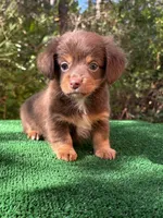 Banks , a male Chiweenie for sale in Saint Augustine, FL – 5 of 6