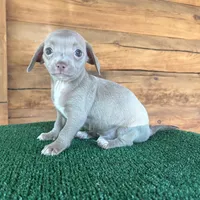 Ninja, a male Chiweenie for sale in Saint Augustine, FL – 3 of 6