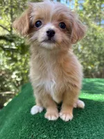 Clover , a female Malchi for sale in Saint Augustine, FL – 3 of 7