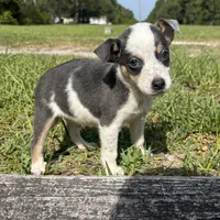 Dallas, a male Jack Russell Terrier and Chihuahua for sale in Saint Augustine, FL – 4 of 4