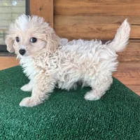 Wally, a male Maltipoo for sale in Saint Augustine, FL – 5 of 7
