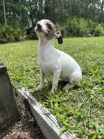 Bubbles, a female Chiweenie for sale in Saint Augustine, FL – 5 of 10