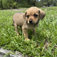 Barney, a male Chorkie for sale in Saint Augustine, FL – 2 of 4