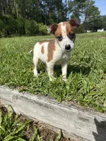 Joey, a male Jack Russell Terrier and Chihuahua for sale in Saint Augustine, FL – 6 of 6