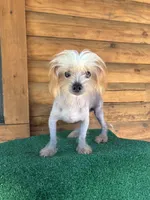 Tito, a male Chinese Crested for sale in Saint Augustine, FL – 3 of 8