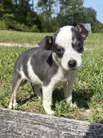 Dallas, a male Jack Russell Terrier and Chihuahua for sale in Saint Augustine, FL – 3 of 4