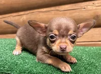 Bitsy, a female Chihuahua for sale in Saint Augustine, FL – Photo 2 of 7