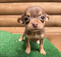 Bitsy, a female Chihuahua for sale in Saint Augustine, FL – Photo 4 of 7