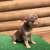 Bitsy, a female Chihuahua for sale in Saint Augustine, FL – Photo 7 of 7