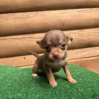 Bitsy, a female Chihuahua for sale in Saint Augustine, FL – Photo 6 of 7