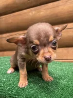 Bitsy, a female Chihuahua for sale in Saint Augustine, FL – Photo 3 of 7