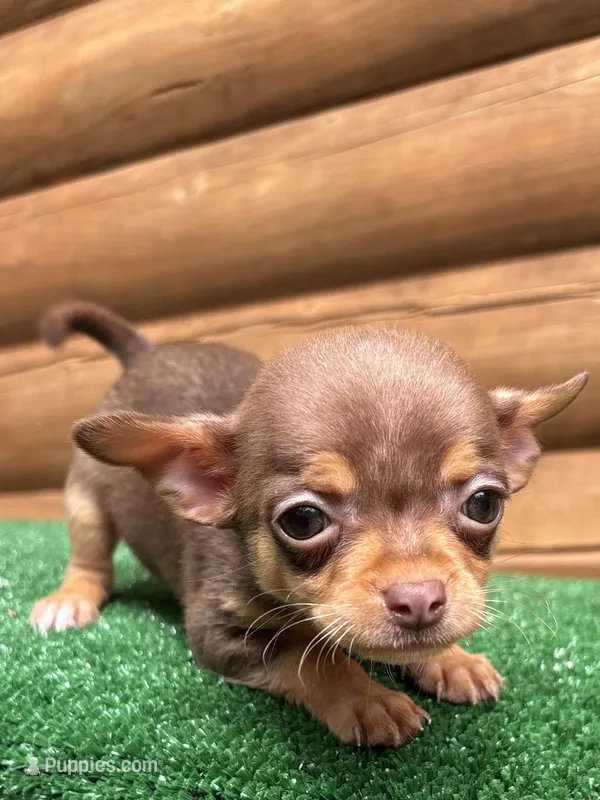Bitsy – Chihuahua puppy for sale in Saint Augustine, FL