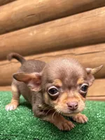 Bitsy, a female Chihuahua for sale in Saint Augustine, FL – Photo 1 of 7