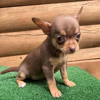 Bitsy, a female Chihuahua for sale in Saint Augustine, FL – Photo 5 of 7