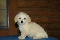 Gibby, a male Maltipoo for sale in Saint Augustine, FL – Photo 1 of 5