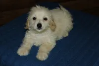 Gibby, a male Maltipoo for sale in Saint Augustine, FL – Photo 5 of 5