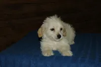 Gibby, a male Maltipoo for sale in Saint Augustine, FL – Photo 2 of 5