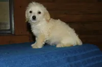 Gibby, a male Maltipoo for sale in Saint Augustine, FL – Photo 3 of 5