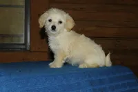 Gibby, a male Maltipoo for sale in Saint Augustine, FL – Photo 4 of 5