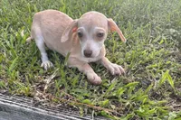 Bud, a male Chiweenie for sale in Saint Augustine, FL – 2 of 4