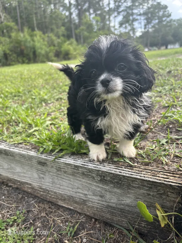 Trixi – Chihuahua, Shih Tzu puppy for sale in Saint Augustine, FL