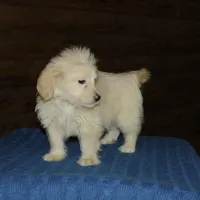 Simba, a male Maltipoo for sale in Saint Augustine, FL – Photo 4 of 5