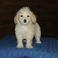 Simba, a male Maltipoo for sale in Saint Augustine, FL – Photo 2 of 5