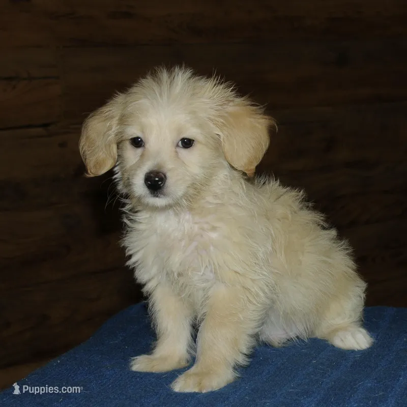 Simba, a male Maltipoo for sale in Saint Augustine, FL – Photo 1 of 5
