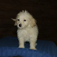 Simba, a male Maltipoo for sale in Saint Augustine, FL – Photo 3 of 5