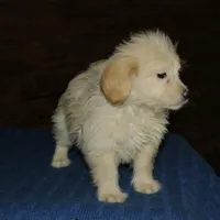 Simba, a male Maltipoo for sale in Saint Augustine, FL – Photo 5 of 5