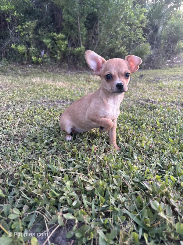 Roxy  – Chihuahua puppy for sale in Saint Augustine, FL