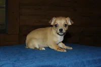 Roxy , a female Chihuahua for sale in Saint Augustine, FL – Photo 1 of 4