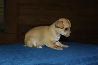 Roxy , a female Chihuahua for sale in Saint Augustine, FL – Photo 3 of 4