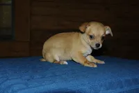 Roxy , a female Chihuahua for sale in Saint Augustine, FL – Photo 2 of 4