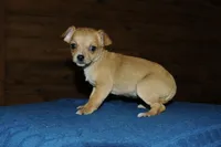 Roxy , a female Chihuahua for sale in Saint Augustine, FL – Photo 4 of 4