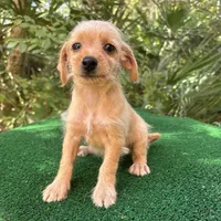 Cherry, a female Poodle - Miniature  and Miniature Dachshund for sale in Saint Augustine, FL – 3 of 4