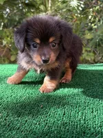 Leo, a male Chiweenie for sale in Saint Augustine, FL – 2 of 6