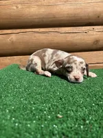 Halo, a female Chiweenie for sale in Saint Augustine, FL – Photo 6 of 7