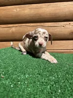 Halo, a female Chiweenie for sale in Saint Augustine, FL – Photo 2 of 7