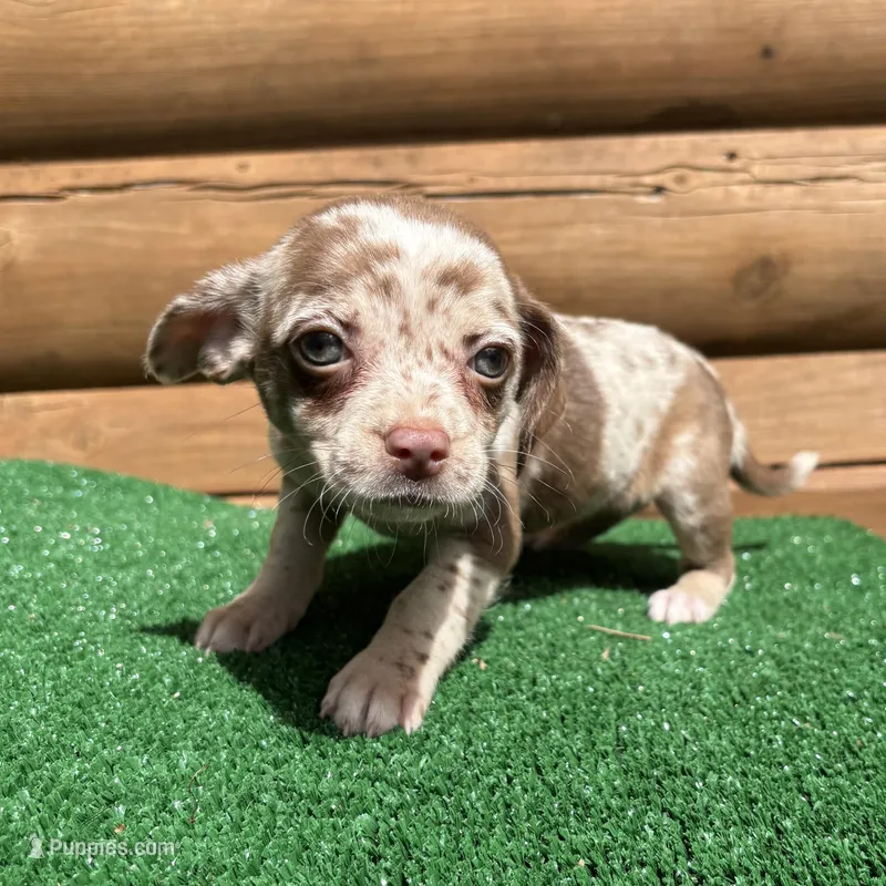 Halo – Chiweenie puppy on hold in Saint Augustine, FL
