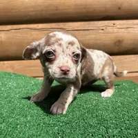 Halo, a female Chiweenie for sale in Saint Augustine, FL – Photo 1 of 7