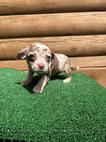 Halo, a female Chiweenie for sale in Saint Augustine, FL – Photo 7 of 7