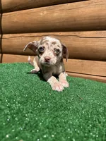 Halo, a female Chiweenie for sale in Saint Augustine, FL – Photo 5 of 7
