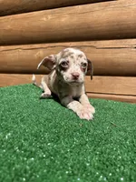 Halo, a female Chiweenie for sale in Saint Augustine, FL – Photo 3 of 7