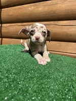 Halo, a female Chiweenie for sale in Saint Augustine, FL – Photo 4 of 7